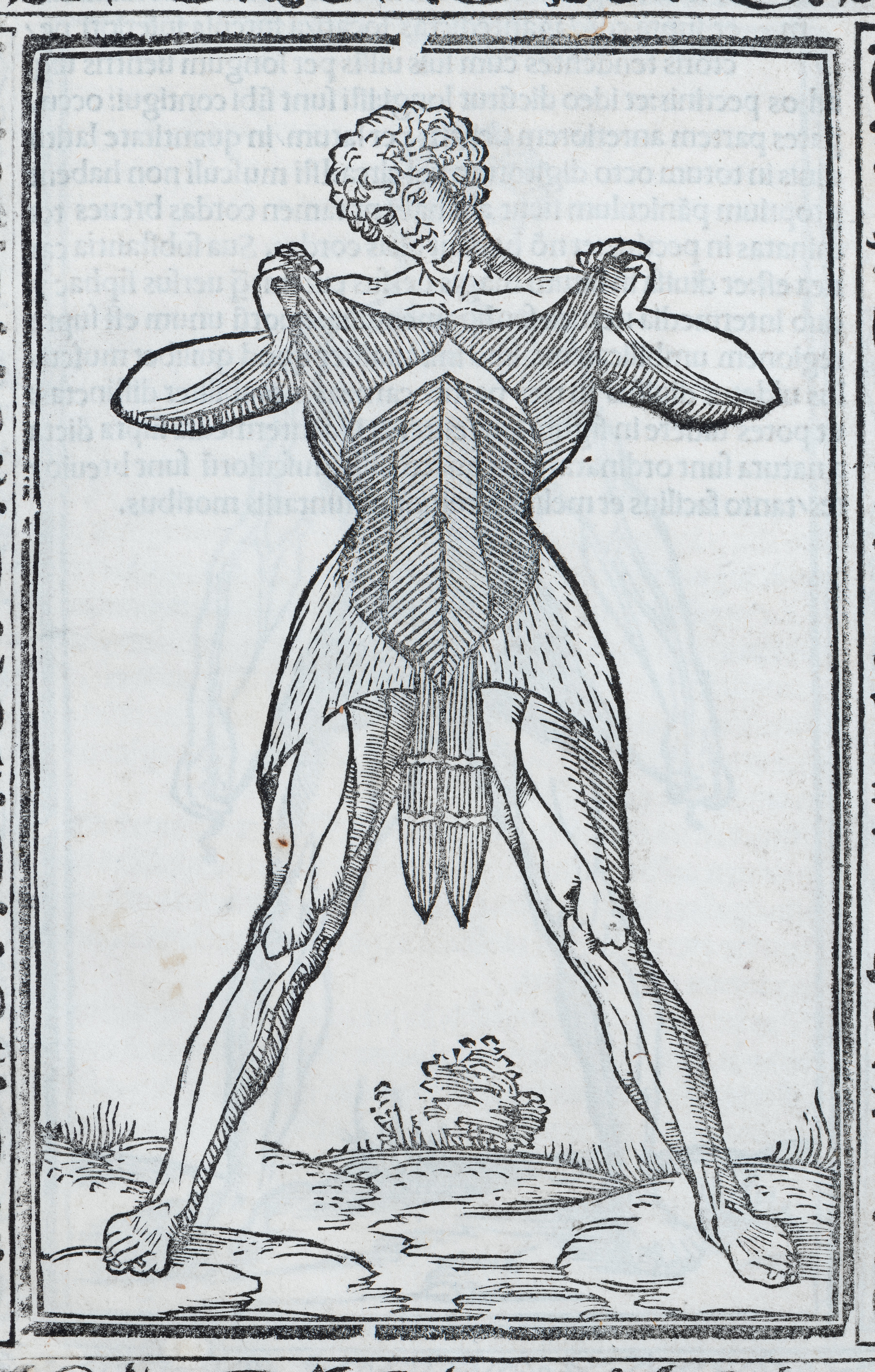 A woodcut print of a man standing holding open his skin to show the muscles beneath.
