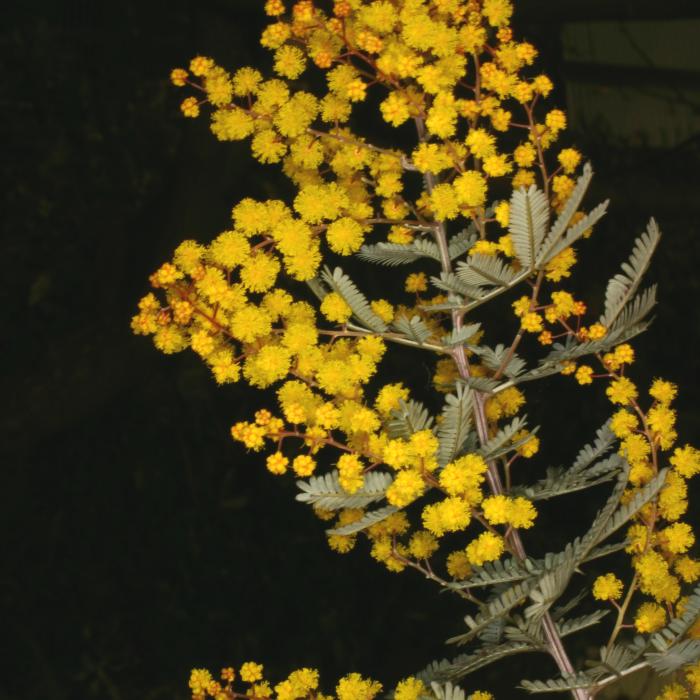 Acacia baileyana 'Purpurea' Acacia baileyana 'Purpurea'
