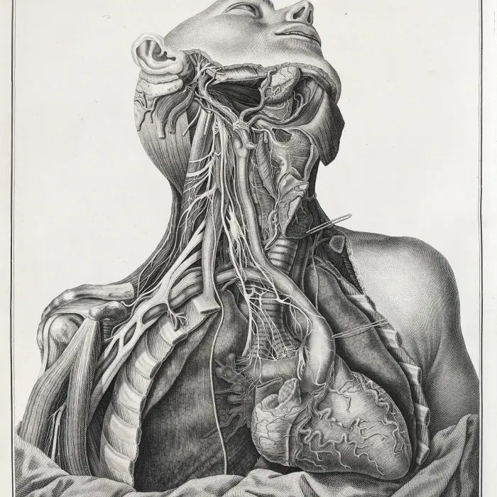 Illustration showing the head and shoulders of a person, dissected to show nerves, veins and the heart.