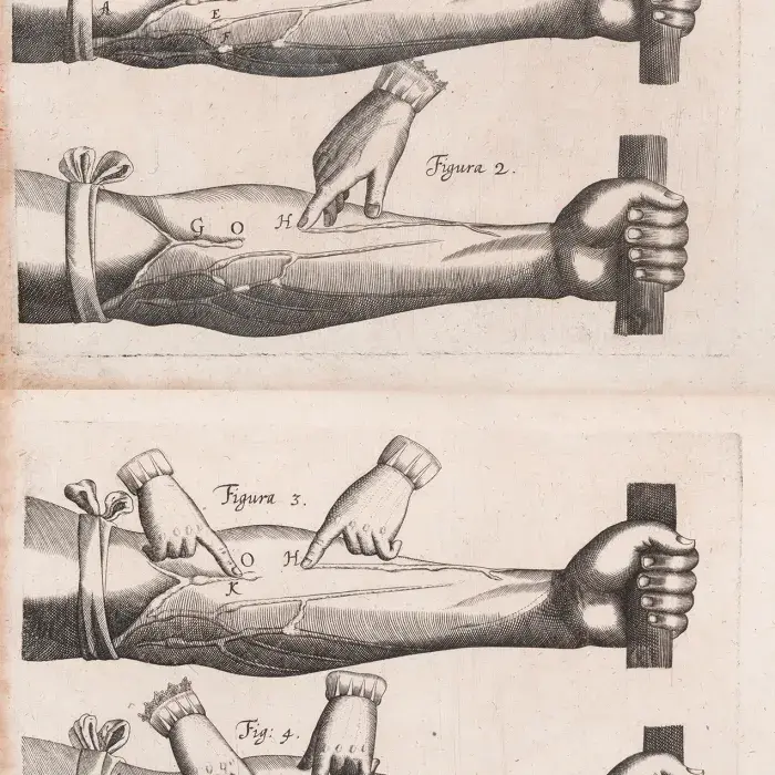 Series of images showing an arm holding a stick. Various points are labelled and another hand points out blood vessels.