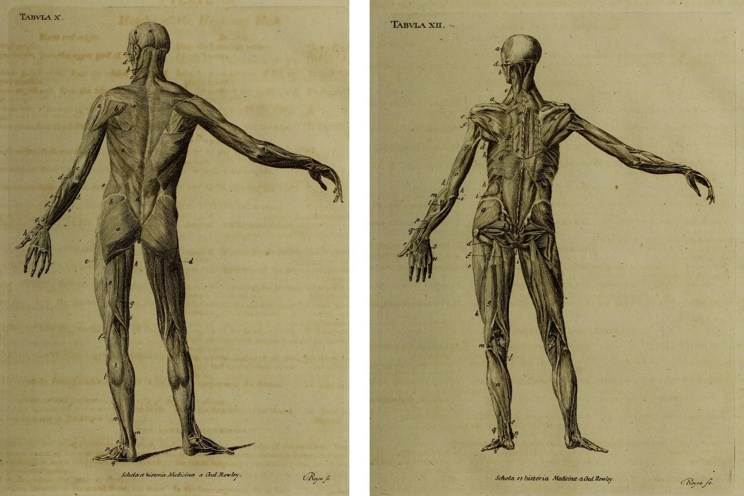 Two engraved illustrations in black ink on yellowish paper. Both show a human form standing facing away from us, with the skin and fat removed to show different layers of the muscles.
